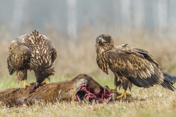 Two young eagles (Haliaeetus albicilla), on dead deer, Masuria, Poland, Europe