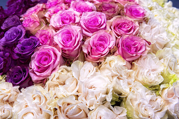 Bouquet of fresh pink and violet and white roses. Colorful floral background.