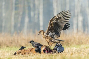 Young Eagle (Haliaeetus albicilla), with ravens (Corvus corax) on dead deer, Masuria, Poland, Europe