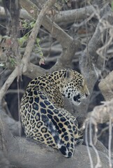Young Jaguar (Panthera onca) in a tree, Cuiaba river, Pantanal, Mato Grosso, Brazil, South America
