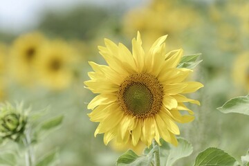 Obraz premium Sunflower (Helianthus annuus), blossoming, Baden-Württemberg, Germany, Europe