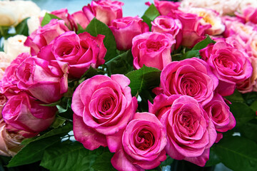 Bouquet of fresh violet roses. Colorful floral background.