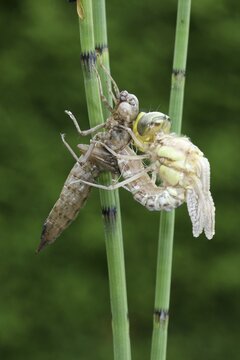 Southern Hawker or Blue Darner (Aeshna cyanea), dragonfly hatching from the larvae skin or exuvia, Allgaeu, Bavaria, Germany, Europe