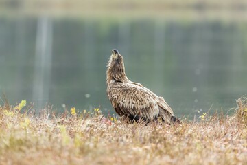 Young Eagle (Haliaeetus albicilla), Masuria, Poland, Europe
