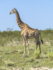 Giraffe (Giraffa camelopardalis) in the bush, near Okaukuejo, Etosha National Park, Namibia, Africa