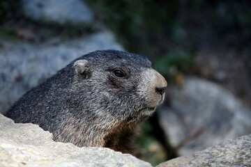 Alpine marmot (Marmota marmota), Alpine Zoo Innsbruck, Tyrol, Austria, Europe