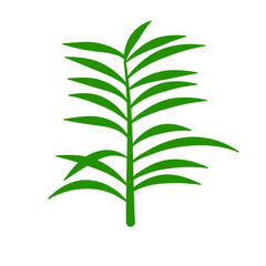 Phoenix palm leaf
