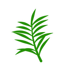 Phoenix palm leaf
