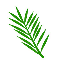 Phoenix palm leaf
