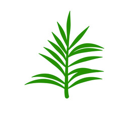 Phoenix palm leaf
