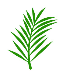 Phoenix palm leaf
