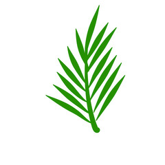 Phoenix palm leaf
