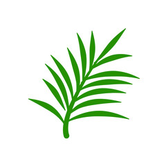 Phoenix palm leaf
