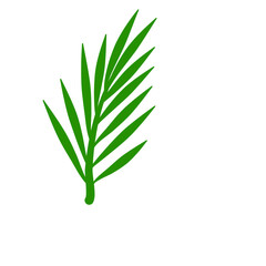 Phoenix palm leaf

