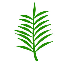 Phoenix palm leaf
