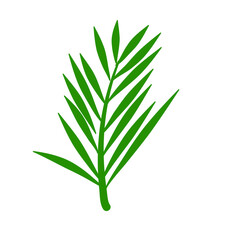 Phoenix palm leaf
