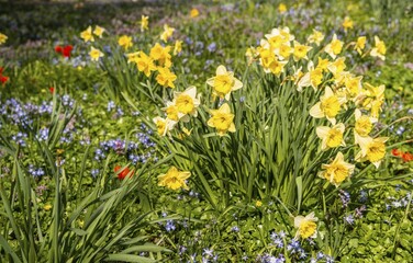 Wild daffodils, daffodils (narcissus pseudonarcissus), flower bed, spring flowers, Planten un...