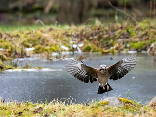 Eichelhäher (Garrulus glandarius)