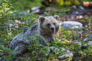 European Brown bear (Ursus arctos), young animal in the forest, Notranjska Region, Slovenia, Europe