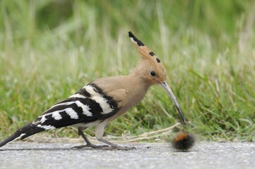 Hoopoe (Upupa epops)