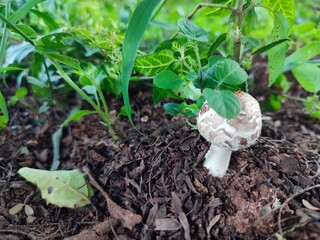 beautiful, light brown cap of panther fly agaric mushroom in green grass in forest, summer day