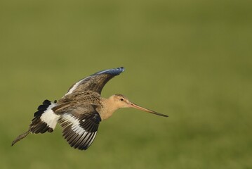 Black-tailed Godwit (Limosa limosa), in flight, Texel, The Netherlands, Europe