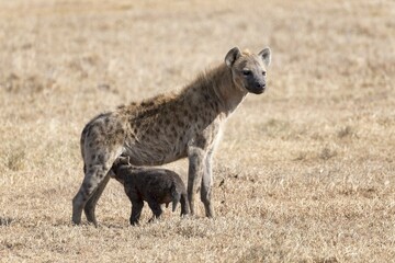 Spotted hyena (Crocuta crocuta) suckling young, Ol Pejeta Conservancy, Kenya, Africa