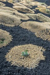Sicilian milkvetch (Astragalus siculus), endemic pioneer plant on lava field of 1928, Mount Etna, volcano, northeast flank, 2100 meters, Sicily, Italy, Europe