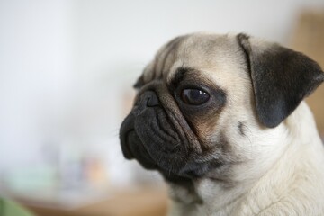 Obraz premium Young pug, portrait