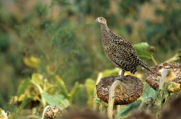 Common Pheasant hen (Phasianus colchicus) on a sun flower, Hungary, Europe