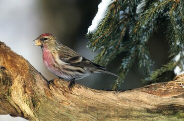 Redpoll (Carduelis flammea) in Winter