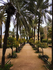 Obraz premium trees in the park