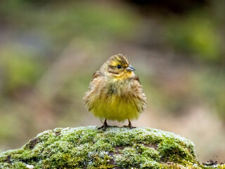 Goldammer (Emberiza citrinella)