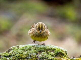Goldammer (Emberiza citrinella)