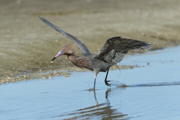 Reddish Egret (Egretta rufescens), foraging in the water, Sanibel, Florida, USA, North America