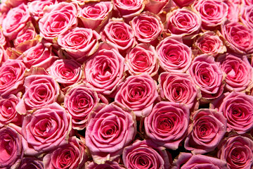 Bouquet of fresh light red or pink roses. Colorful floral background.