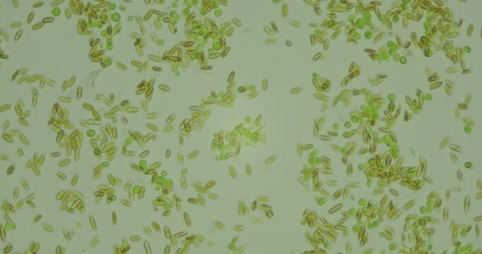 Close-up under microscope of green algae cells suspended in water, showing movement and intricate cell structure.
