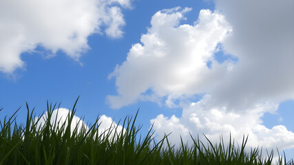 Fototapeta premium Green grass and blue sky with white clouds