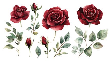 set of roses  water color painting against white background.ai 