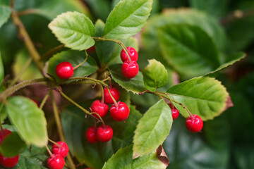 Close-up of red Ardisia japonica fruits growing