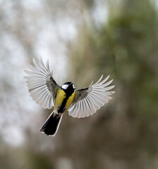 Kohlmeise (Parus major)