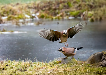 Eichelhäher (Garrulus glandarius)