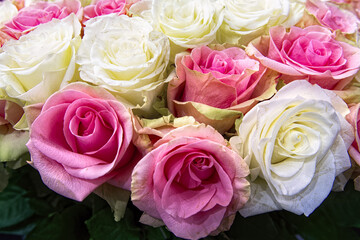 Bouquet of fresh pink and white roses. Colorful floral background.