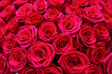 Bouquet of fresh red roses. Colorful floral background.