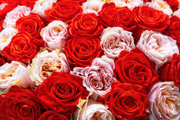 Bouquet of fresh red and white roses. Colorful floral background.