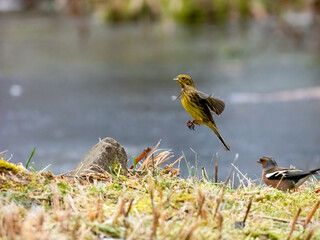 Goldammer (Emberiza citrinella)