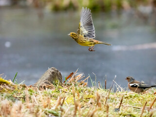Goldammer (Emberiza citrinella)