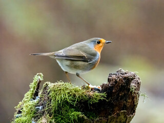 Rotkehlchen (Erithacus rubecula)