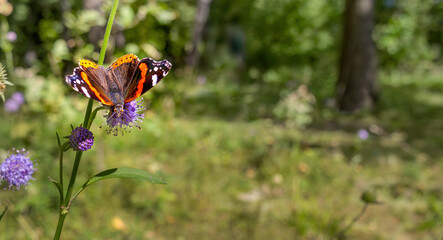Vanessa atalanta butterfly on wildflowers. Copy space, place for text