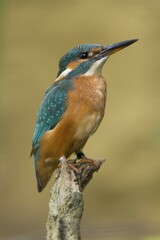 Kingfisher (Alcedo atthis), Germany, Europe